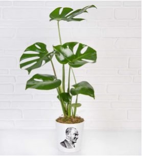 Atatürk Temalı Monstera Bitkisi